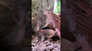 Эти креветки всегда притягивают внимание всех посетителей❤️ укого они были или есть? 