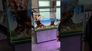 Знакомтесь, это мой новый аквариум! ❤️ Как вам❓ #aquascape #mashabloom #aquarium #аквариум