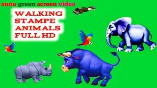 cow green screen animals running walking stampe animals full HD video green cow cartoon speed
