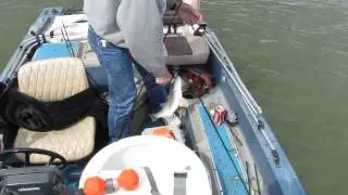 hybrid striper fishing