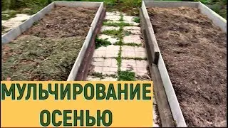 Мульчирование грядок осенью