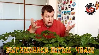Рассада перца чили прёт вовсю!