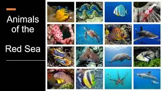 Animals of the Red Sea