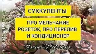 Про мельчание розеток, перелив и кондиционер.