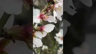 Горьковатый запах цветущего миндаля! Шортс.