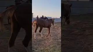 Красивые лошади.Душа радуешься при виде таких скакунов.