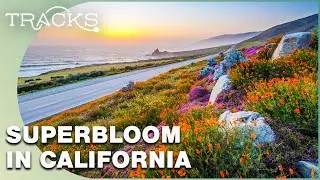 Photographers Capturing California's Explosion Of Colour