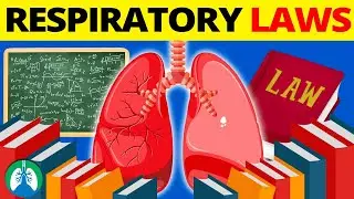 Laws of the Lungs and Respiratory System *EXPLAINED* 🫁