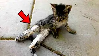 The kitten's paws were plastered and thrown out into the street. But an Incredible thing happened!