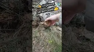 ✅строчок гигантский✅2024 