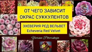 От чего зависит окрас суккулентов. Эхеверия ред вельвет. Echeveria Red Velvet.