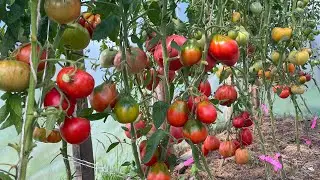 Обзор теплиц, обзор томатов. Финишная прямая.