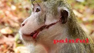 Breaking-Heart !! Monkey fight till broken mouth so long like this, How hurt he is! Pity on him