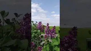 Май,  сирень, Музей Куликовской битвы #museum #история