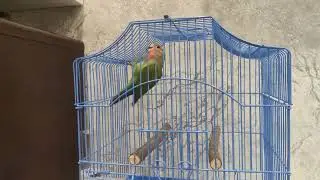 Приручаю попугая неразлучника к руке, что бы не боялся.