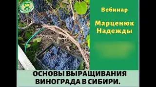 Особенности выращивания винограда в Сибири. Марценюк Надежда. Фрагмент