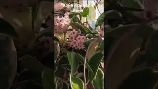 #хойя