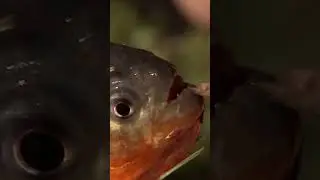 Red-Bellied Piranha's got a big reputation! 