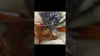 Killer Bug Attack