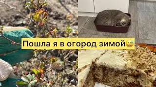 3️⃣3️⃣2️⃣У кота снова МКБ🫣 Розы выпускают листья✅ Первые работы на участке✅