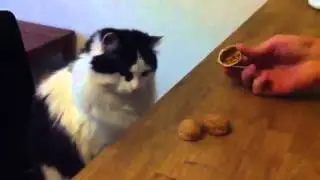 Oyuncu Kedi