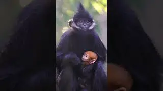 A beautiful bright orange endangered baby monkey was born at the San Diego Zoo ❤️