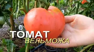 ВЕЛЬМОЖА от Сибирского Сада! Обзор сортов ТОМАТОВ! Советы от ЗЕЛЕНОГО ОГОРОДА!