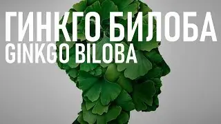 Гинкго Билоба (ОПАСНОСТЬ | ПОЛЬЗА) для памяти и кровообращения | Benefits of Ginkgo Biloba