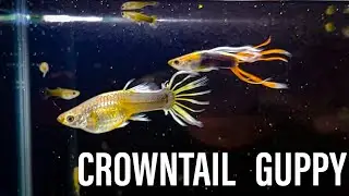 Crowntail Guppy #ProjectPoecilia #PoeciliaEntry