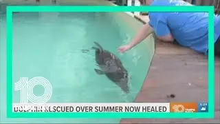 Baby dolphin rescued from crab trap fully recovers at SeaWorld