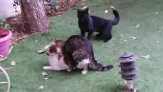 Kedi çiftleşmesi 31 Ocak 2020