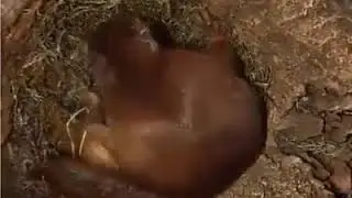 Камера внутри бельичьего дупла