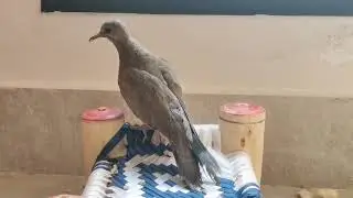 Pigeon || pet Pigeon || petanimal || birds life || bird