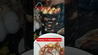 Огород на подоконнике за 30 минут и урожай лука через пару дней обеспечен 
