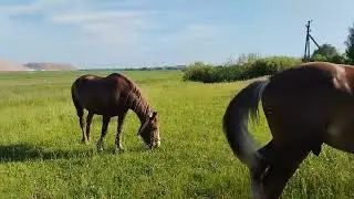 кобылы в охоте , а жеребца нет