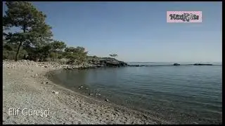 Elif Güreşçi   Seni coşkun suların koynuna mehtap alamaz
