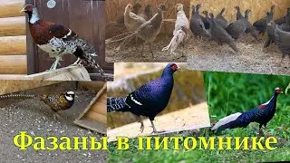 Pheasant species in the nursery 2 series.