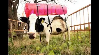 Comparison of biogas and pyrolysis technologies for manure processing.