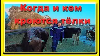 В каком возрасте  лучше покрывать тёлок хозяйство  Бажениты