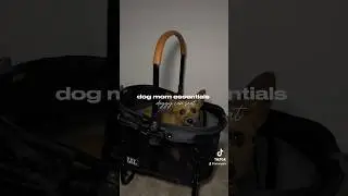 I Got My Dog A Car Seat — You Won’t Believe Her Reaction