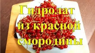 Гидролат из красной смородины. Паровая вытяжка