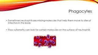 Understanding Immunological Testing: What Do My Lab Tests Mean?