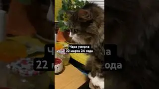 Нашей кошки Чары больше нет. Умерла 22 марта, 24 года