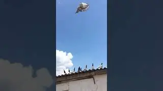 Узбекские бойные голуби.