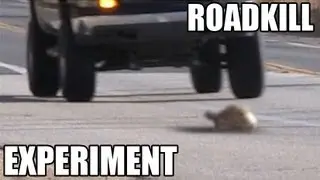 Turtles or Snakes- Which do cars hit more? ROADKILL EXPERIMENT