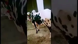 Qurbani ka janwar 2023 | #qurbanistatus