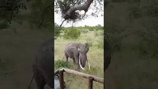 Spending time with Tussle the elephant tusker 🐘💚 #tusker #elephant #wildlife