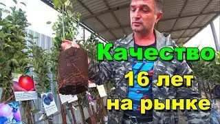 Саженцы плодовых деревьев от Сергея. 