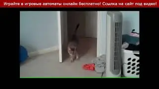 Самое Смешное Видео Про Котов! Обхохочетесь До Слез 1