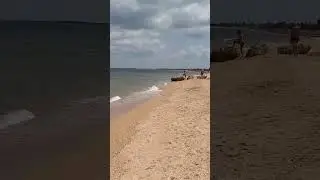 Собираем большие ракушки на берегу Азовского моря в станице Голубицкая